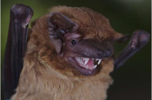 دانشمندان به صدای قلب خفاش ها گوش دادند به علاوه فیلم