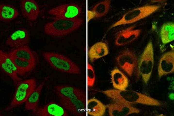 ابداع شیوه جدید برای جانمایی مجدد پروتئین ها در سلول ها