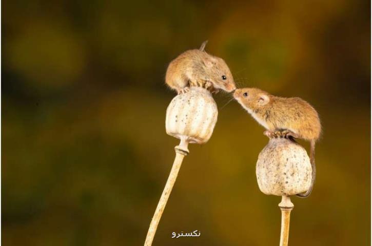 بهره برداری از قدرت بینایی زبان موش ها برای درمان بیماری های عصبی